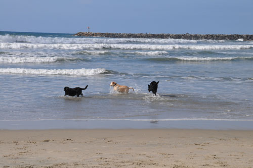 Running into the water at the dog beach